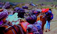 Adventures Trekking